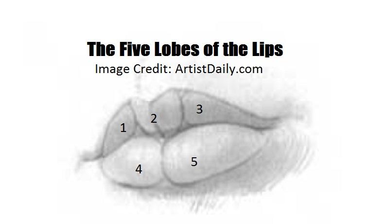 lip lobes